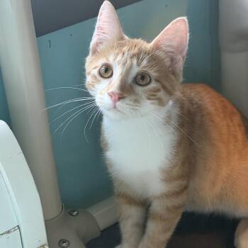 Argent -  Domestic Short Hair Cat for Adoption in Mears, Michigan - Argent | PetCurious