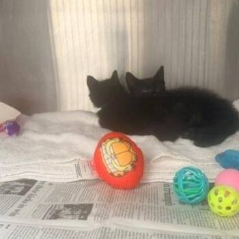 Poof -  Domestic Short Hair Cat for Adoption in Hawthorne, California - Poof | PetCurious