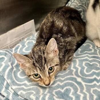 Miami -  Domestic Short Hair Cat for Adoption in Leander, Texas - Miami | PetCurious