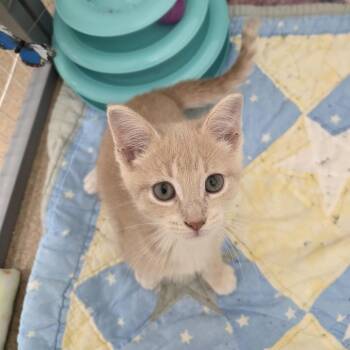 Roomba -  Domestic Short Hair Cat for Adoption in Oshkosh, Wisconsin - Roomba | PetCurious