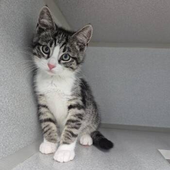 Phil -  Domestic Short Hair Cat for Adoption in Newark, New Jersey - Phil | PetCurious