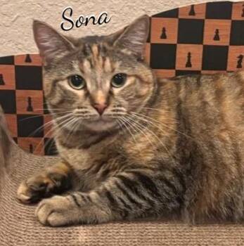 Sona lap-cat -  Torbie Cat for Adoption in Houston, Texas - Sona Lap-cat | PetCurious