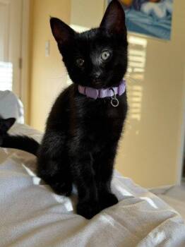 26-38 Kali -  Domestic Short Hair Cat for Adoption in St. Helens, Oregon - 26-38 Kali | PetCurious