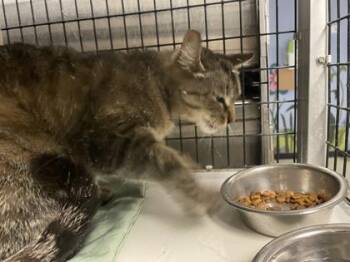 Domestic Short Hair Cats Available for Adoption - Lucy | PetCurious