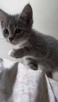Roo -  Domestic Short Hair and Tabby Cat for Adoption in Dublin, Ohio - Roo | PetCurious