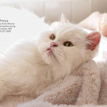 Prince -  Himalayan Cat for Adoption in Ballwin, Missouri - Prince | PetCurious