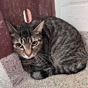 Domestic Short Hair Cats Available for Adoption - Sugar | PetCurious