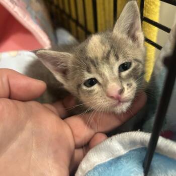 Biscuits -  Domestic Short Hair Cat for Adoption in Leander, Texas - Biscuits | PetCurious