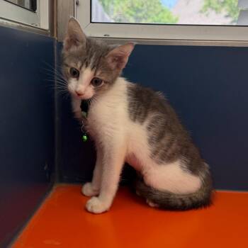Taytum -  Domestic Short Hair Cat for Adoption in Tulsa, Oklahoma - Taytum | PetCurious