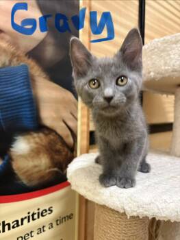Domestic Short Hair Cats Available for Adoption in Yardley, Pennsylvania - Gravy | PetCurious