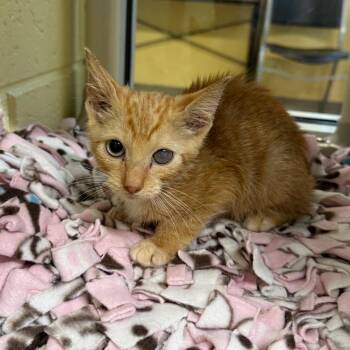 Aladdin -  Domestic Short Hair Cat for Adoption - Aladdin | PetCurious
