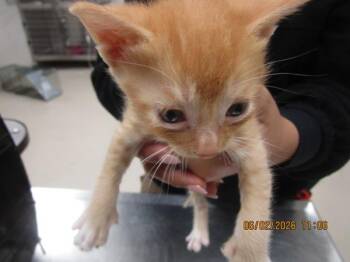 Rex (625) -  Domestic Short Hair Cat for Adoption in Marietta, Georgia - Rex (625) | PetCurious