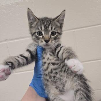 Joker -  Domestic Short Hair Cat for Adoption in Reno, Nevada - Joker | PetCurious