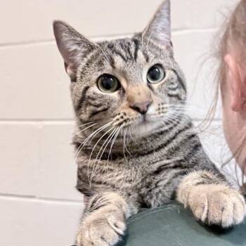 Domestic Short Hair Cats Available for Adoption in Columbus, Indiana - Cat Sajak | PetCurious