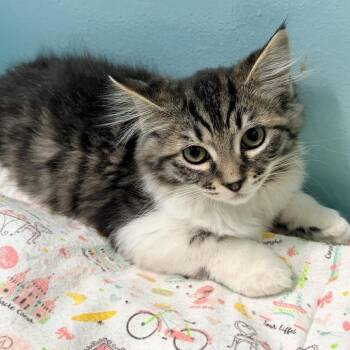 Scotch Bonnet -  Domestic Medium Hair Cat for Adoption in Victoria, British Columbia - Scotch Bonnet | PetCurious