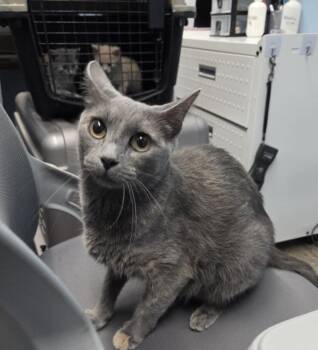 Rescue Domestic Short Hair Cats for Adoption in Evansville, Indiana - The Notorious CAT | PetCurious