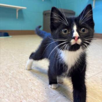 Domestic Medium Hair Cats Available for Adoption in Roxboro, North Carolina - Edward | PetCurious
