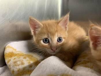 Domestic Short Hair Cats Available for Adoption in Grand Prairie, Texas - LANE | PetCurious
