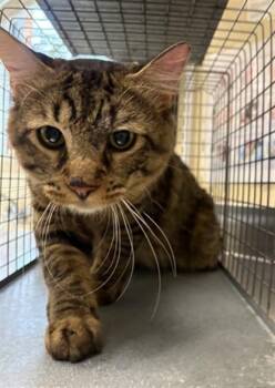 MAC -  Domestic Medium Hair Cat for Adoption in Fort Myers, Florida - MAC | PetCurious