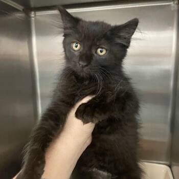 1343-C26 -  Domestic Long Hair Cat for Adoption in Port Charlotte, Florida - 1343-C26 | PetCurious