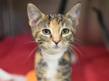 Domestic Short Hair Cats Available for Adoption in Portland, Oregon - Laylani | PetCurious