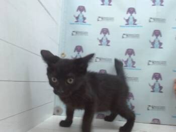 Rescue Domestic Short Hair Cats for Adoption in Orlando, Florida - ROSE | PetCurious