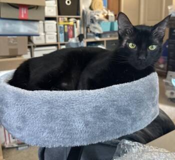 FORCE FIELD* -  Domestic Short Hair Cat for Adoption in Santa Cruz, California - FORCE FIELD* | PetCurious