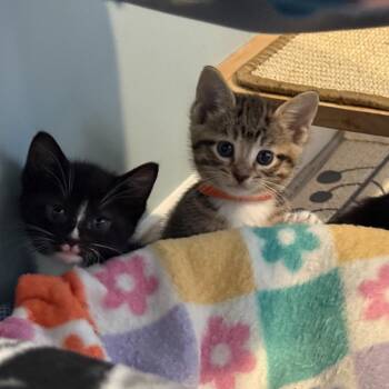 Domestic Short Hair Cats Available for Adoption in Riverwoods, Illinois - Margherita | PetCurious