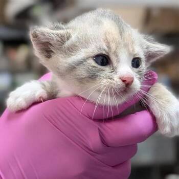 Duchess -  Domestic Short Hair Cat for Adoption in Houston, Texas - Duchess | PetCurious