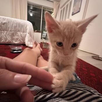 Domestic Short Hair Cats Available for Adoption in Austin, Texas - Lucky Lemon 7 | PetCurious