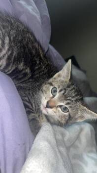 Domestic Short Hair Cats Available for Adoption in Liverpool, Texas - Pip & Mochi | PetCurious