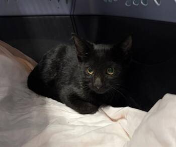 NYX -  Domestic Short Hair Cat for Adoption in Westminster, Maryland - NYX | PetCurious