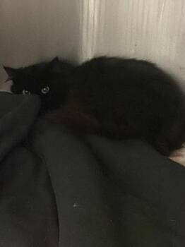 Domestic Short Hair Cats Available for Adoption in Spruce Pine, North Carolina - Bridgett | PetCurious