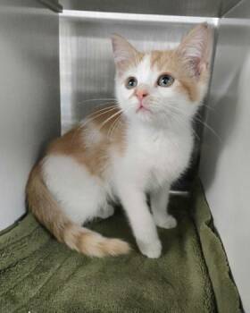 Domestic Short Hair Cats Available for Adoption - Maple | PetCurious