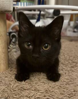 Domestic Short Hair Cats Available for Adoption - Kitten Dust Bunny | PetCurious
