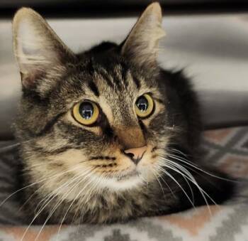 Rescue Domestic Medium Hair and Domestic Short Hair Cats for Adoption in Eugene, Oregon - Gus Gus | PetCurious
