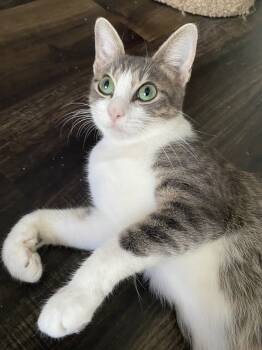 Rescue Domestic Short Hair Cats for Adoption in St. Cloud, Florida - Minnie | PetCurious