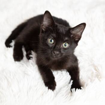 Rescue Domestic Medium Hair Cats for Adoption in Lantana, Texas - Gobi | PetCurious