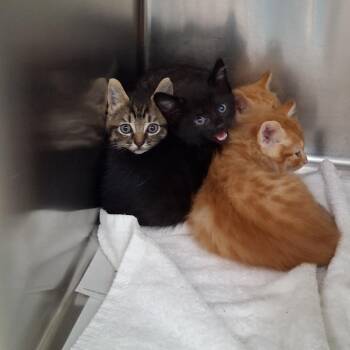Eliza -  Domestic Short Hair Cat for Adoption in Auburn, Alabama - Eliza | PetCurious