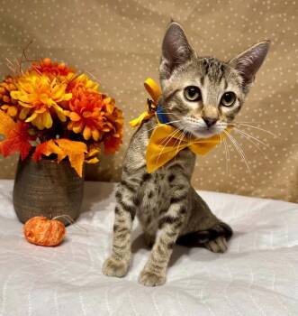 Sarge -  Domestic Short Hair Cat for Adoption in Groveland, Massachusetts - Sarge | PetCurious