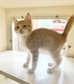 Tiger -  Domestic Short Hair Cat for Adoption in Rochester, Indiana - Tiger | PetCurious