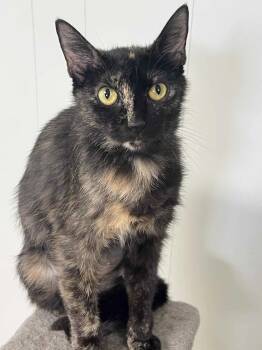 Rescue Tortoiseshell Cats for Adoption in Millington, Tennessee - Loretta (PetSmart Memphis, TN) | PetCurious