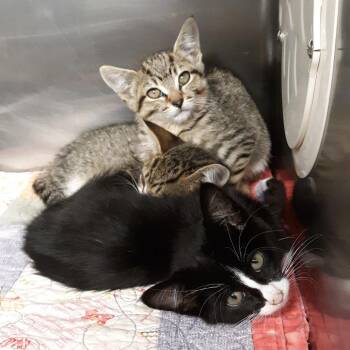 Uno -  Domestic Short Hair Cat for Adoption in Spokane, Washington - Uno | PetCurious
