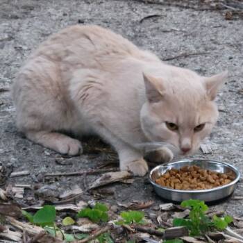Rescue Manx Cats for Adoption in Rochester, Minnesota - Bisque | PetCurious