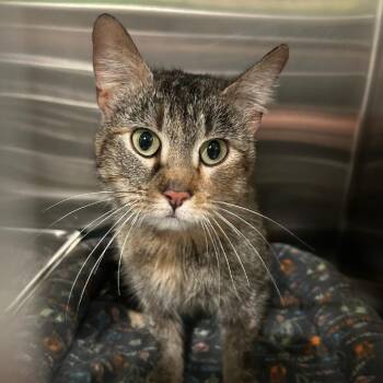 Auren -  Domestic Short Hair Cat for Adoption in Belleville, Illinois - Auren | PetCurious