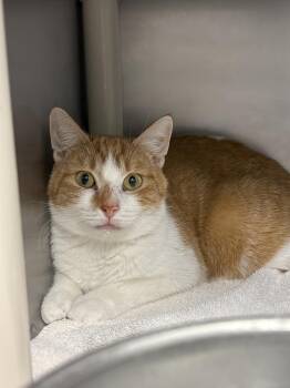 Mango -  Domestic Short Hair Cat for Adoption in Bowling Green, Ohio - Mango | PetCurious