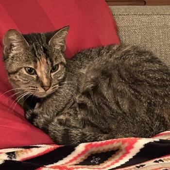 Rescue Domestic Short Hair Cats for Adoption in Evanston, Illinois - Milky Way | PetCurious