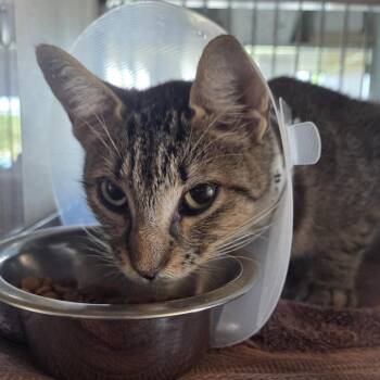 Juno -  Domestic Short Hair Cat for Adoption in Leander, Texas - Juno | PetCurious