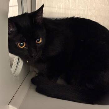 Domestic Short Hair Cats Available for Adoption in Council Bluffs, Iowa - Shyla | PetCurious