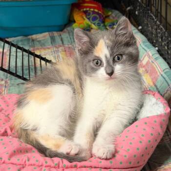 Domestic Short Hair Cats Available for Adoption in Hernando, Mississippi - Sassy | PetCurious